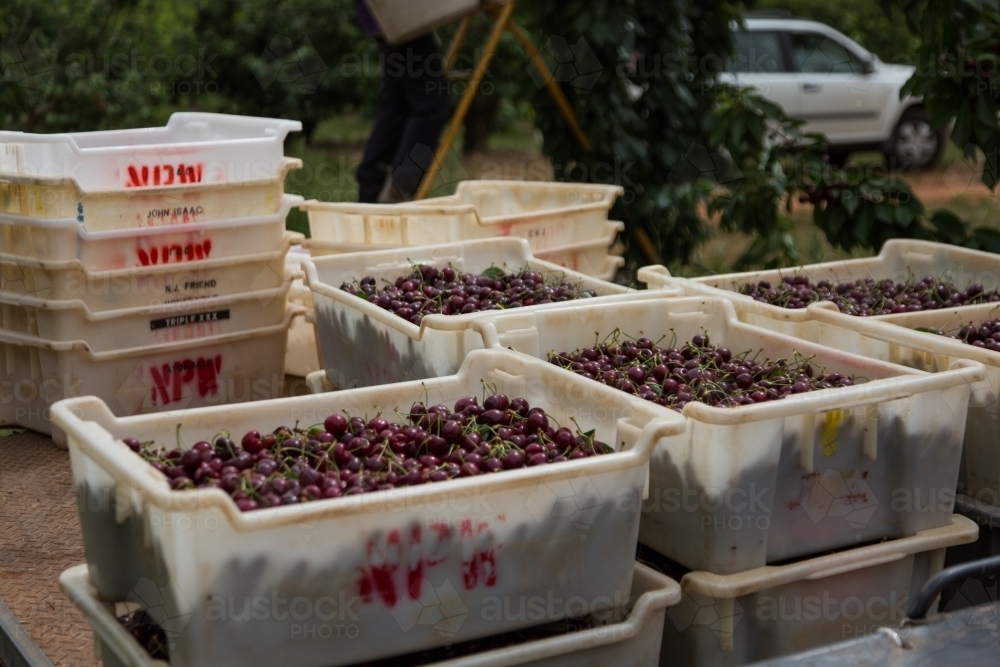 Lugs of freshly picked cherries - Australian Stock Image