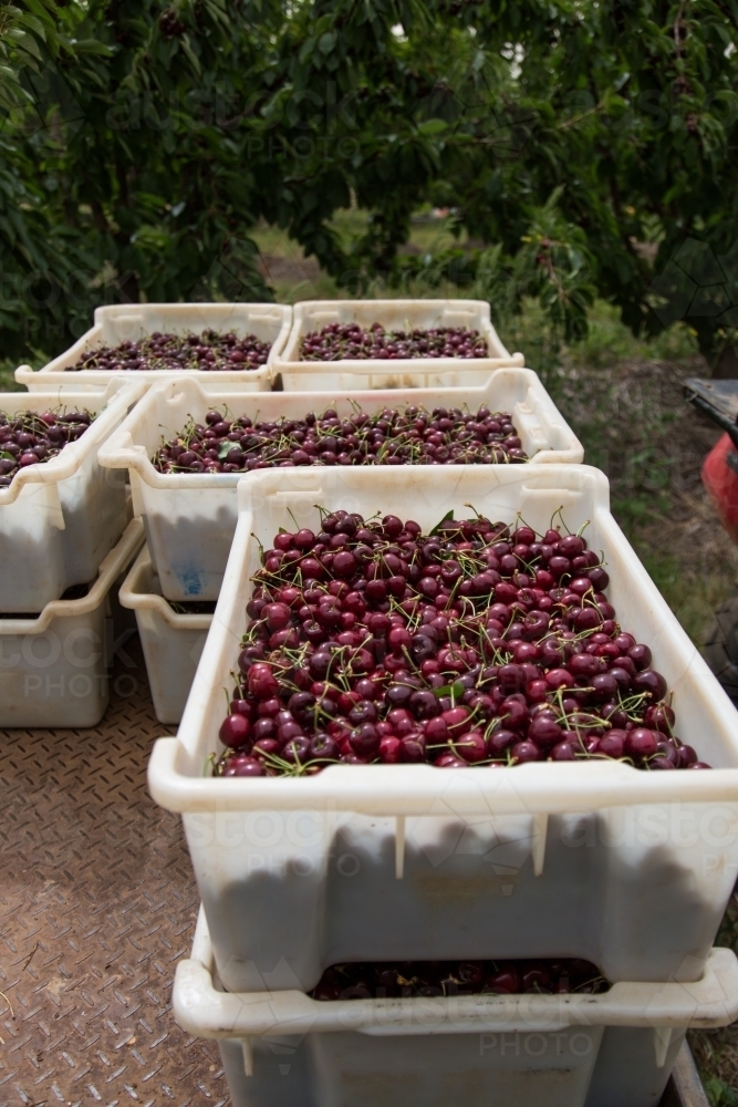 Lugs of freshly picked cherries - Australian Stock Image