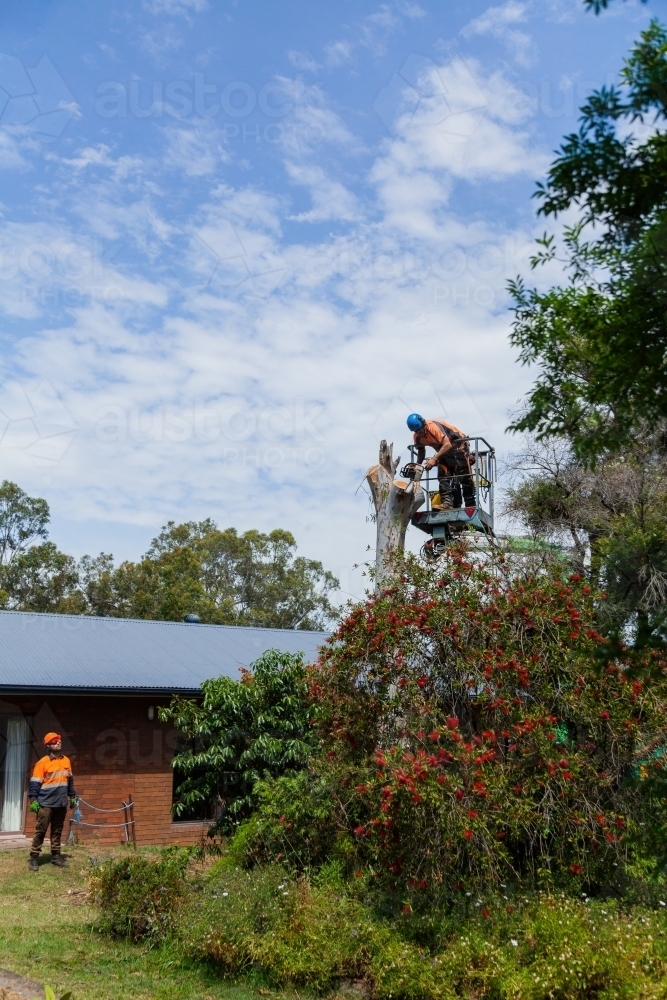 Lumberjack felling a dying gum tree beside a house with care - Australian Stock Image
