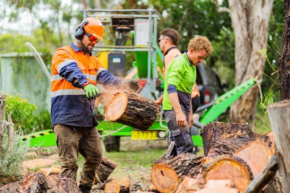 Lumberjack worker throwing log covered in sawdust onto pile - Australian Stock Image