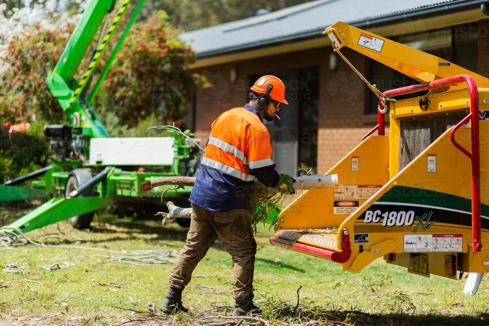 Lumberjacks feeding branches into wood chipping machine on the job - Australian Stock Image