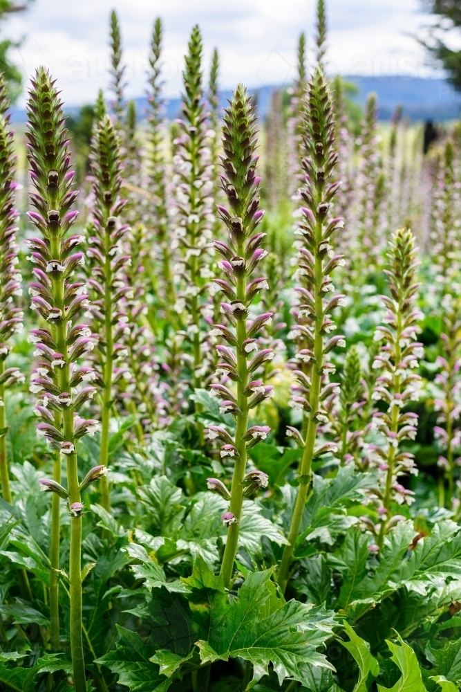 Lush acanthus mollis bear breeches - Australian Stock Image