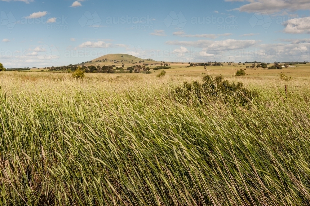 Lush central Victorian pasture - Australian Stock Image