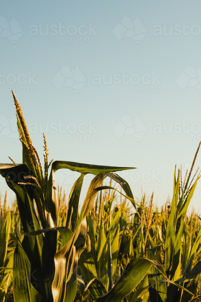 Lush cornfield with tall green stalks at sunrise - Australian Stock Image