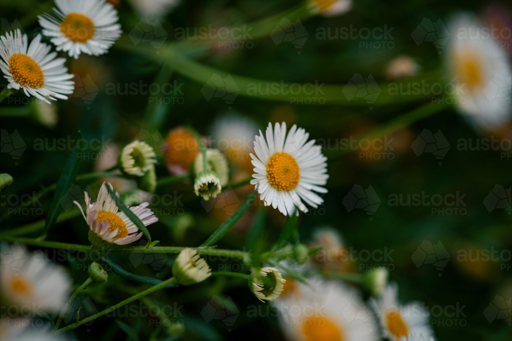 Lush field of white seaside daisies with yellow centers in cottage garden - Australian Stock Image
