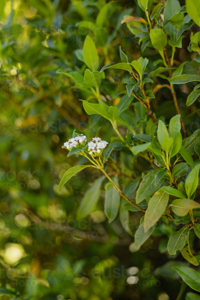 Lush foliage of viburnum plant with white flowers - Australian Stock Image