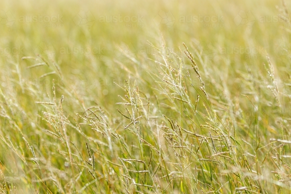 Lush grass and seed heads. - Australian Stock Image