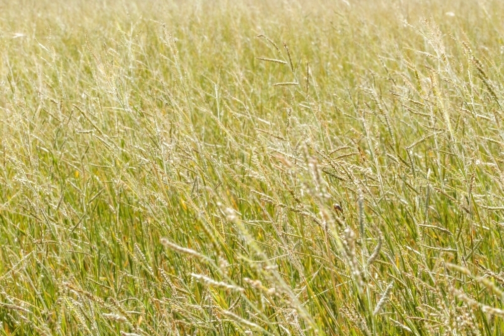 Lush grass and seed heads. - Australian Stock Image