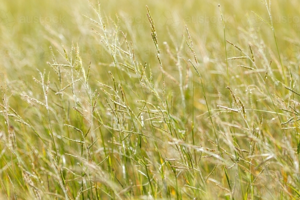 Lush grass and seed heads. - Australian Stock Image