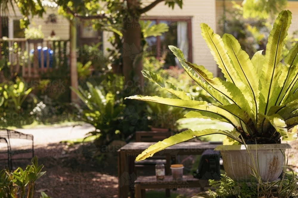 Lush green birds nest fern in tropical garden - Australian Stock Image