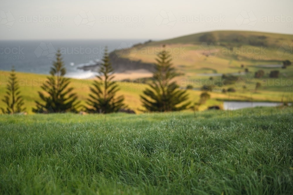 Lush green grass with blurry coastal scene in background - Australian Stock Image