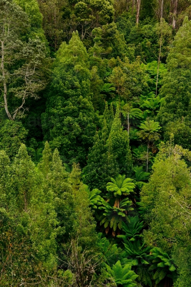 Image of Lush Green of Alpine Trees from Above Austockphoto