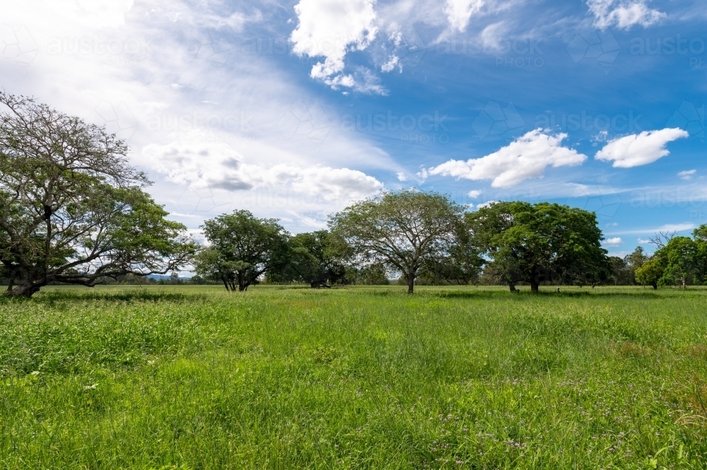 Lush green summer grazing grass with trees in the background - Australian Stock Image
