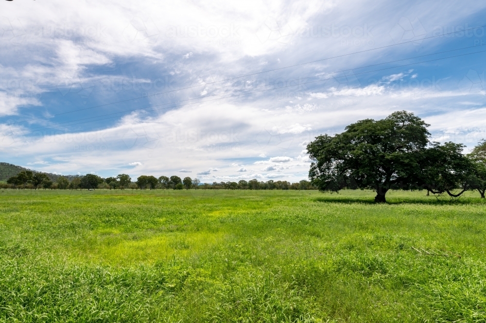 Lush green summer grazing grass with trees in the background - Australian Stock Image