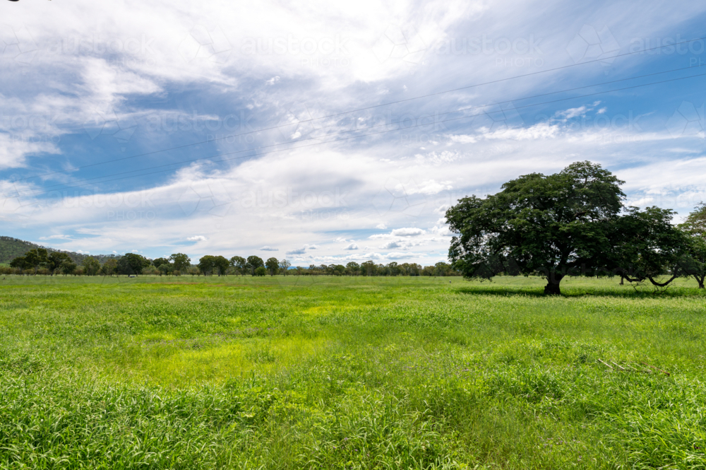 Lush green summer grazing grass with trees in the background, In Queensland - Australian Stock Image