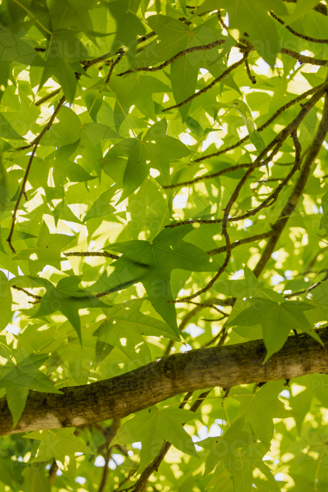 Image of Lush green tree leaves in sunlight highlighting vibrant ...