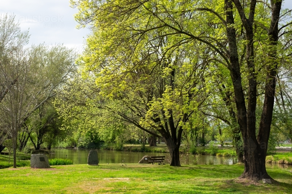 Lush green trees and grass  along the Tumut river - Australian Stock Image