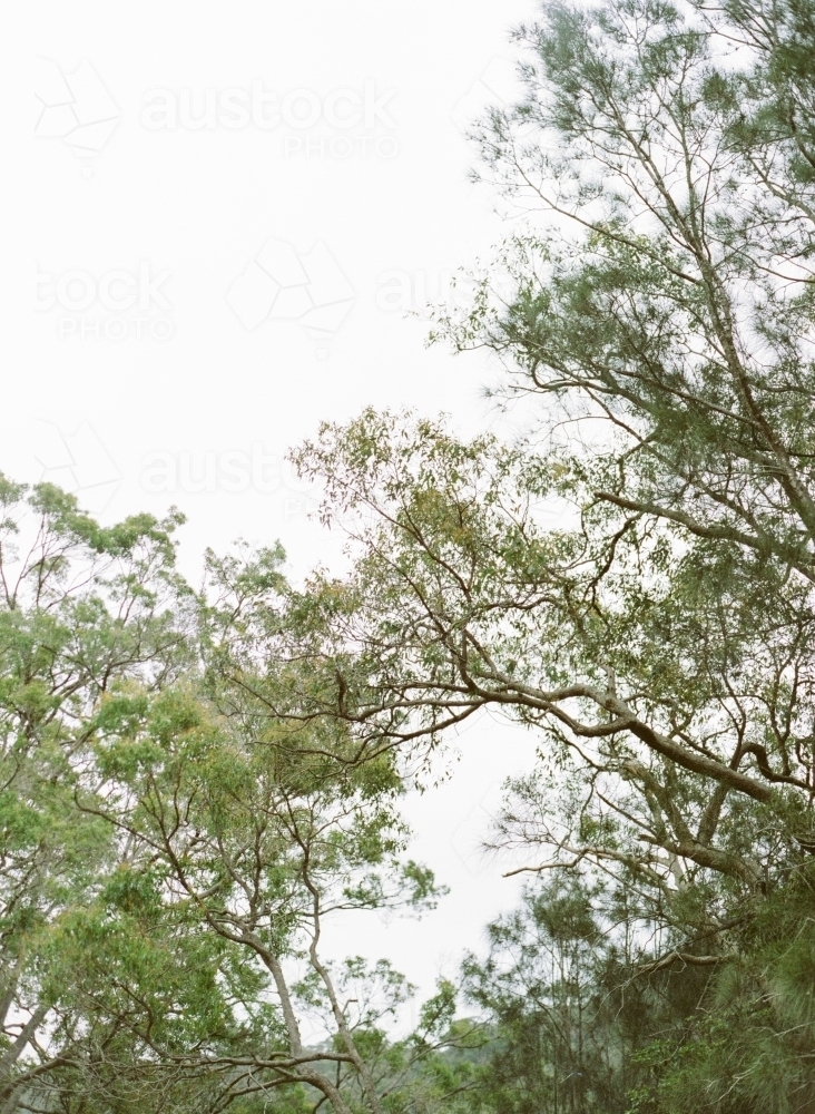 Lush Green Trees - Australian Stock Image
