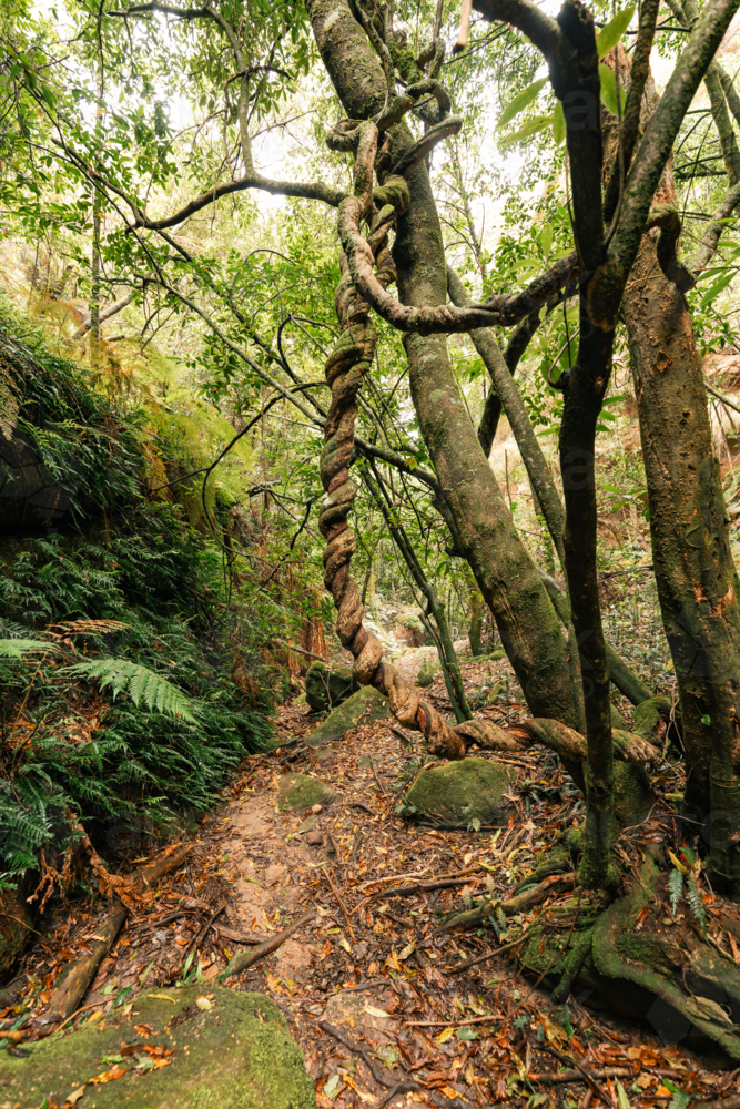 Lush greenery of tangled forest with twisting tree trunks at Fern Gully in the Bylong Valley, NSW - Australian Stock Image