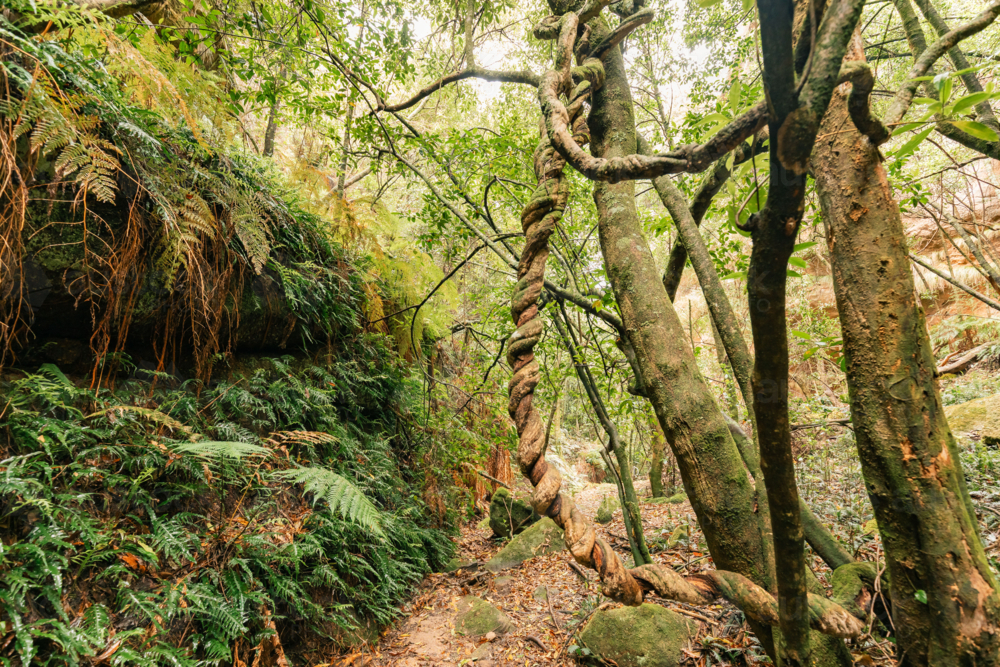 Lush greenery of tangled forest with twisting tree trunks at Fern Gully in the Bylong Valley, NSW - Australian Stock Image