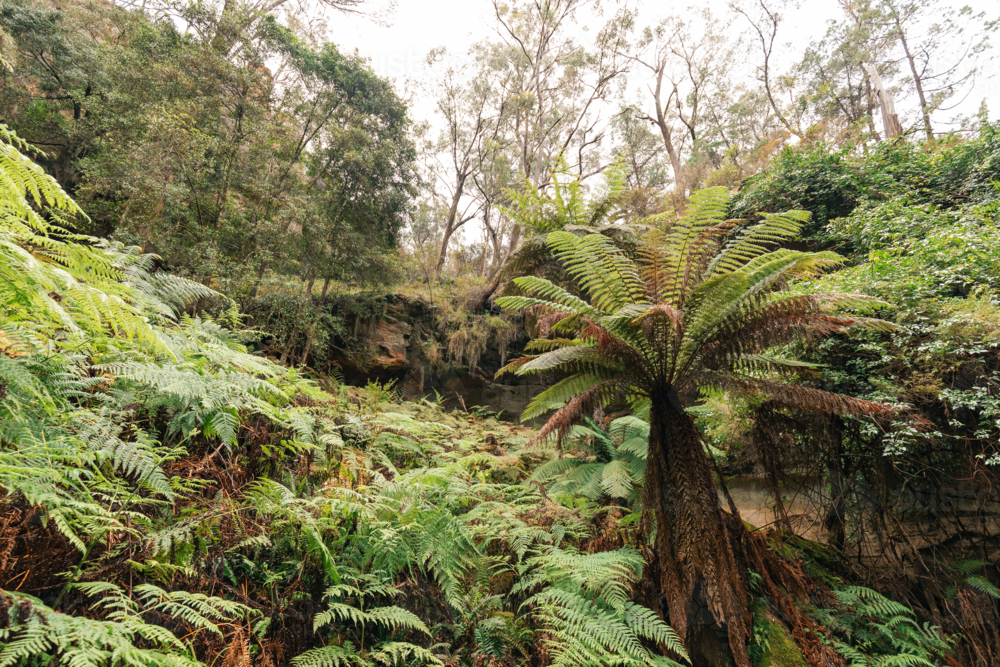 Lush greenery surrounded by sandstone cliffs at Fern Gully in the Bylong Valley, NSW - Australian Stock Image
