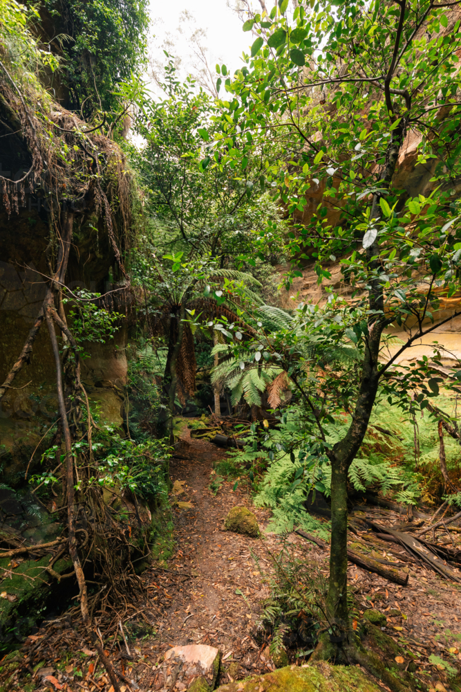 Lush greenery surrounded by sandstone cliffs at Fern Gully in the Bylong Valley, NSW - Australian Stock Image