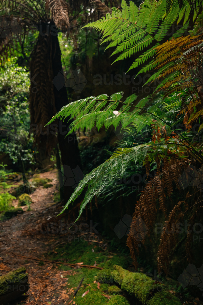 Lush greenery surrounded by sandstone cliffs at Fern Gully in the Bylong Valley, NSW - Australian Stock Image