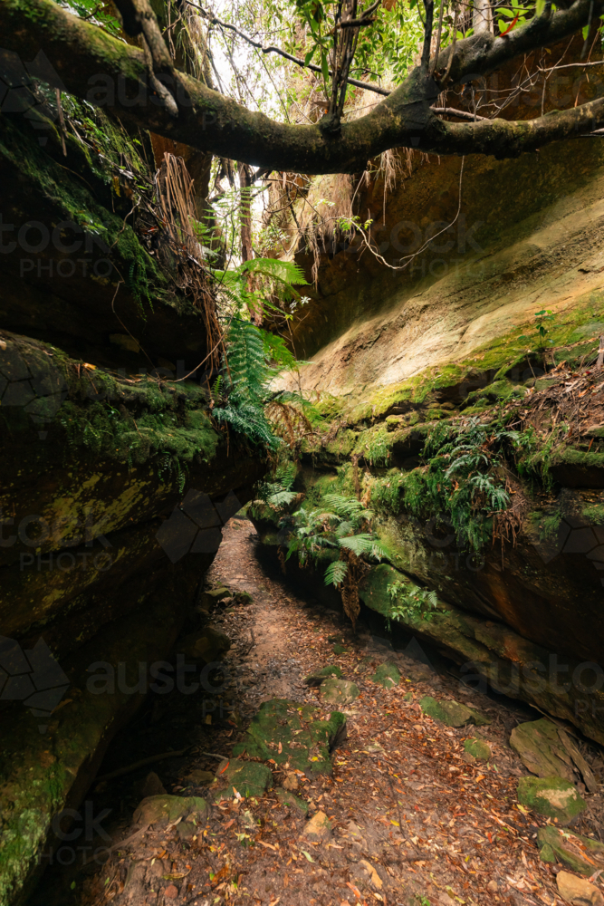 Lush greenery surrounded by sandstone cliffs at Fern Gully in the Bylong Valley, NSW - Australian Stock Image