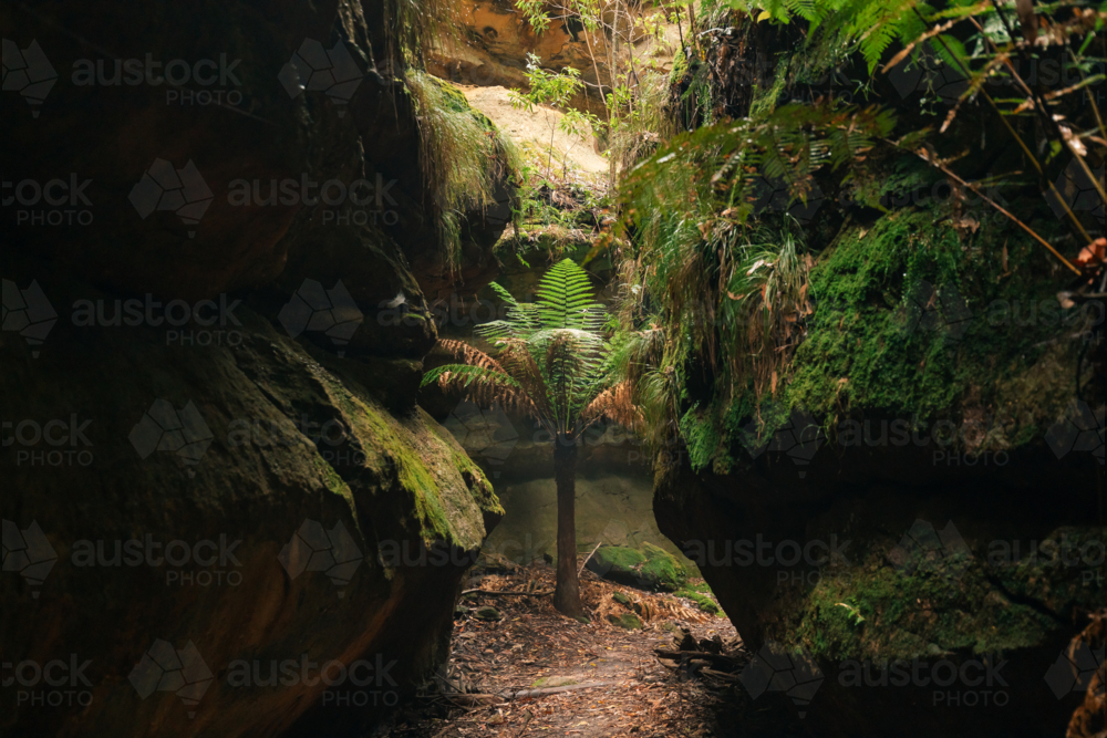 Lush greenery surrounded by sandstone cliffs at Fern Gully in the Bylong Valley, NSW - Australian Stock Image