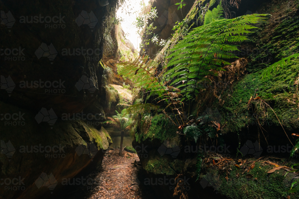 Lush greenery surrounded by sandstone cliffs at Fern Gully in the Bylong Valley, NSW - Australian Stock Image