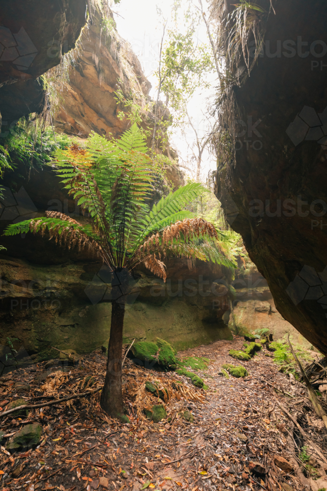 Lush greenery surrounded by sandstone cliffs at Fern Gully in the Bylong Valley, NSW - Australian Stock Image