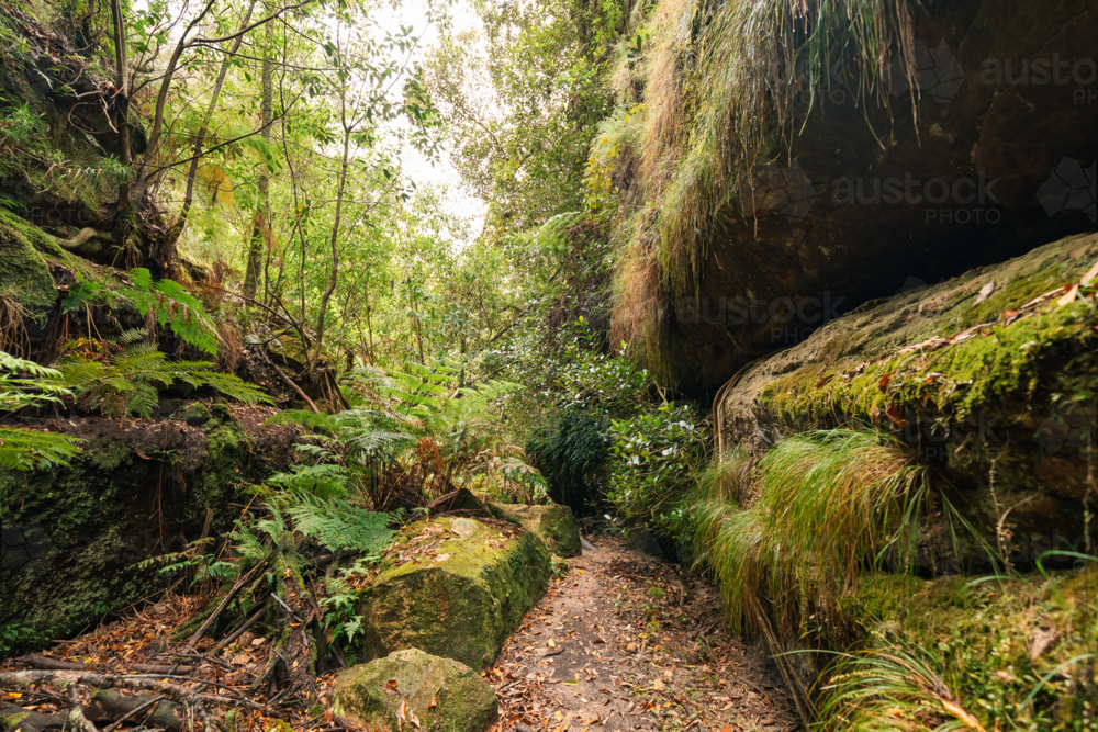 Lush greenery surrounded by sandstone cliffs at Fern Gully in the Bylong Valley, NSW - Australian Stock Image