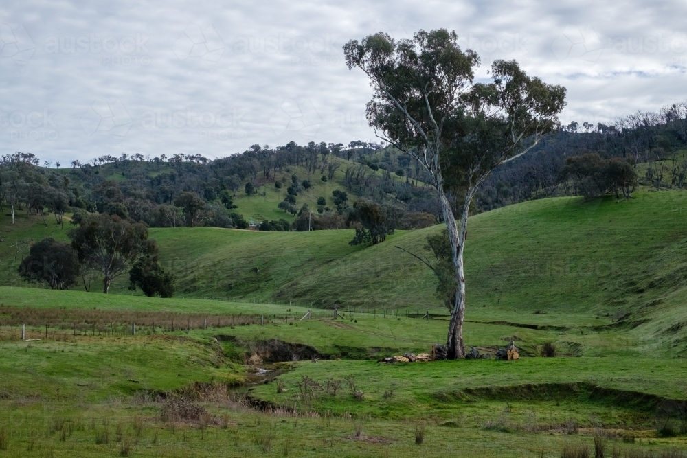 Lush hillside with trees and a cloudy sky - Australian Stock Image