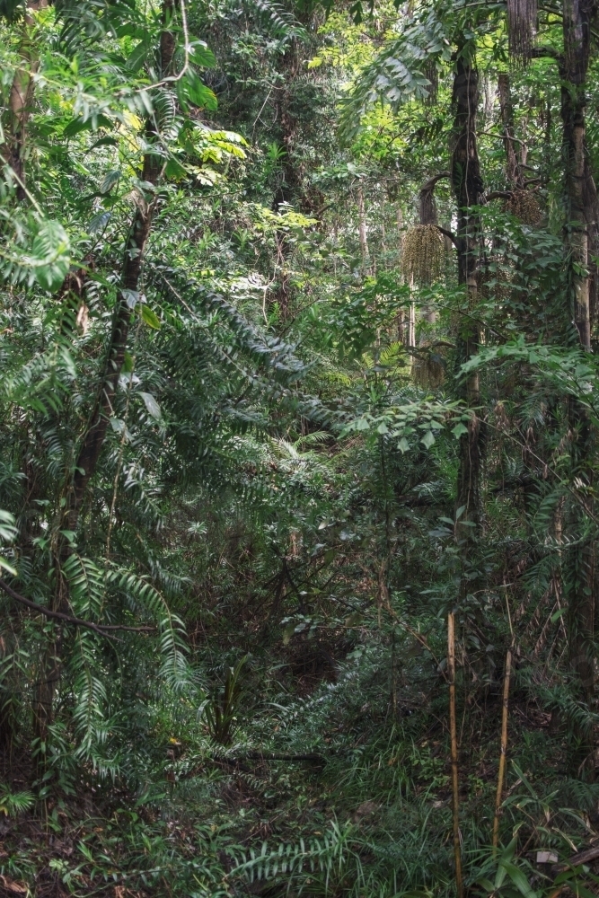 Lush rainforest - Australian Stock Image
