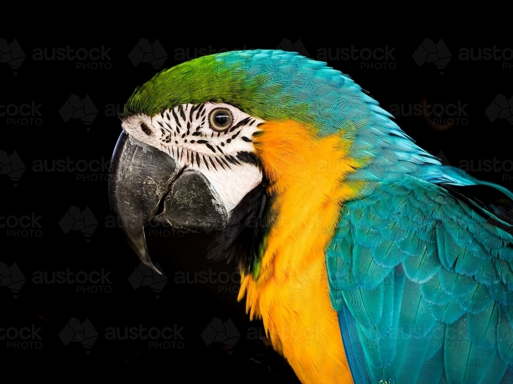 Macaw bird against a black background - Australian Stock Image