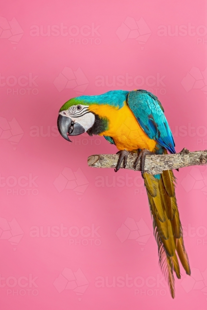 Macaws in Studio on pink - Australian Stock Image