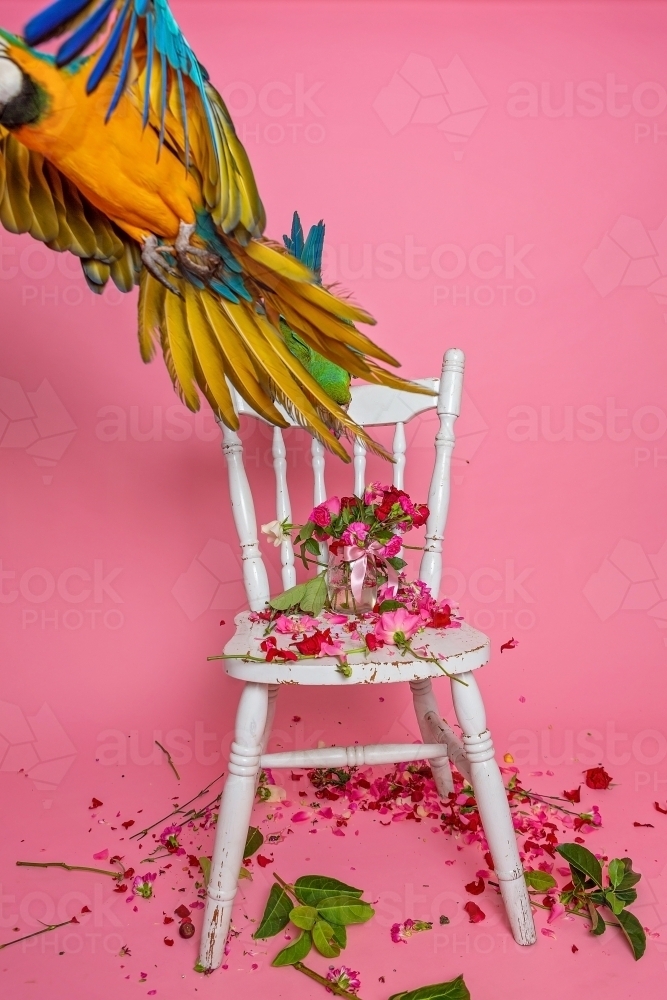 Macaws in Studio on pink - Australian Stock Image