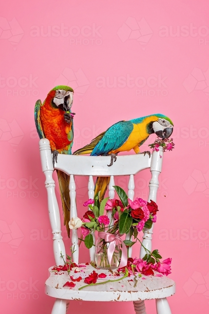 Macaws in Studio on pink - Australian Stock Image