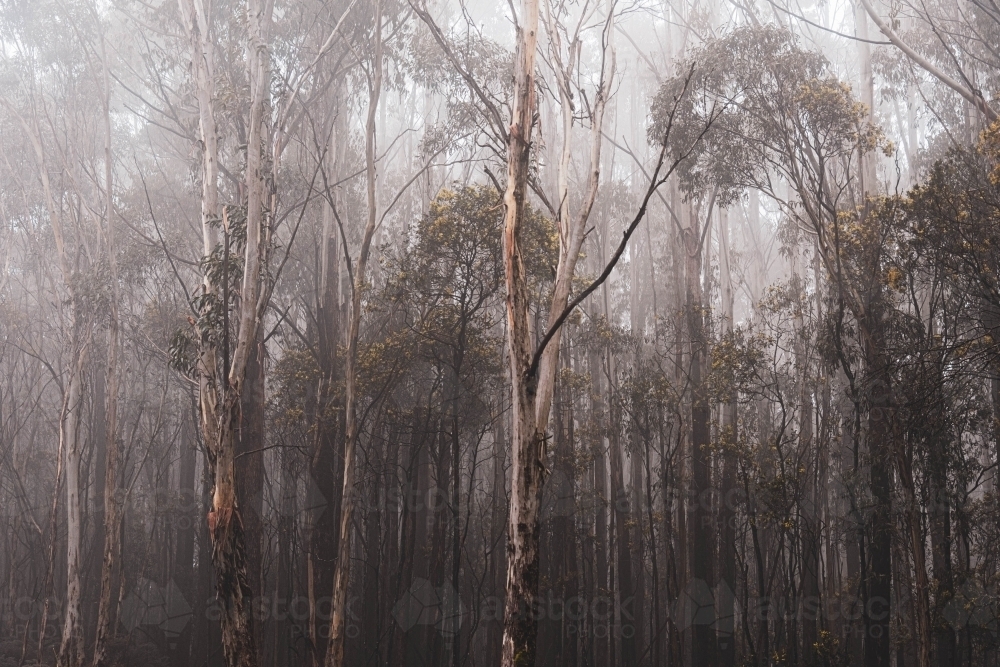 macedon ranges gumtree forest in winter mist - Australian Stock Image