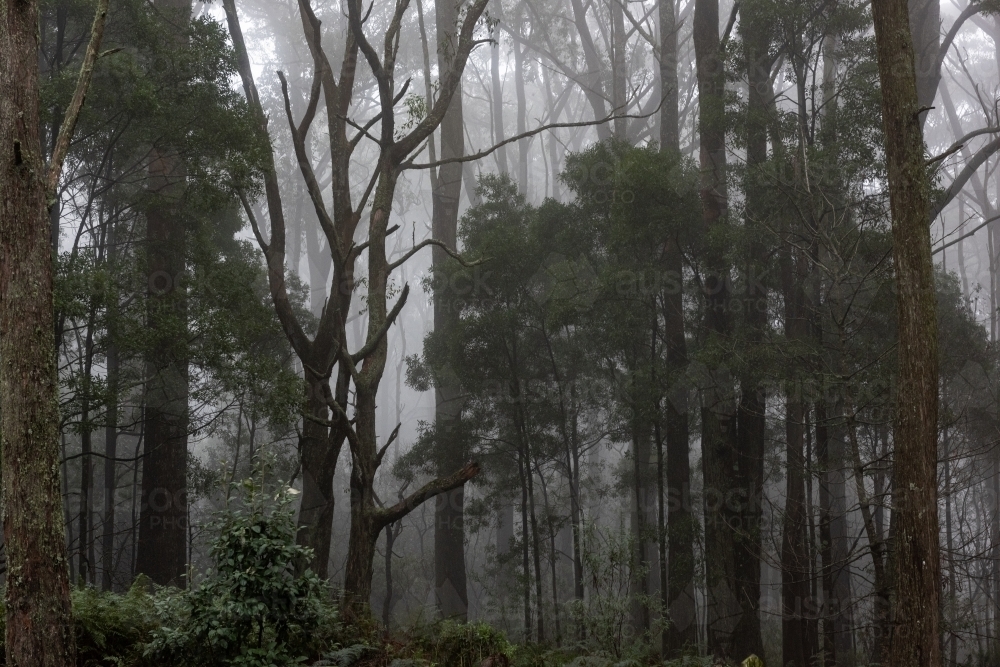 Macedon Winter Mist among dark trees in forest - Australian Stock Image