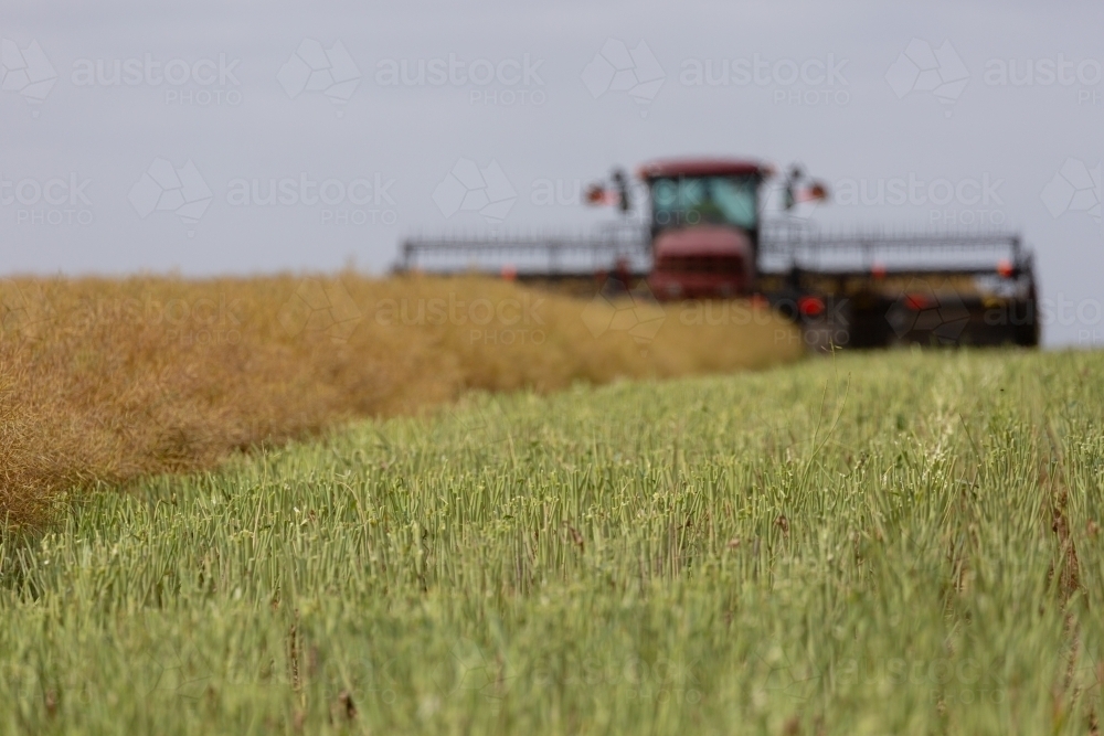 Machine cutting canola into rows (windrows) on a farm - Australian Stock Image