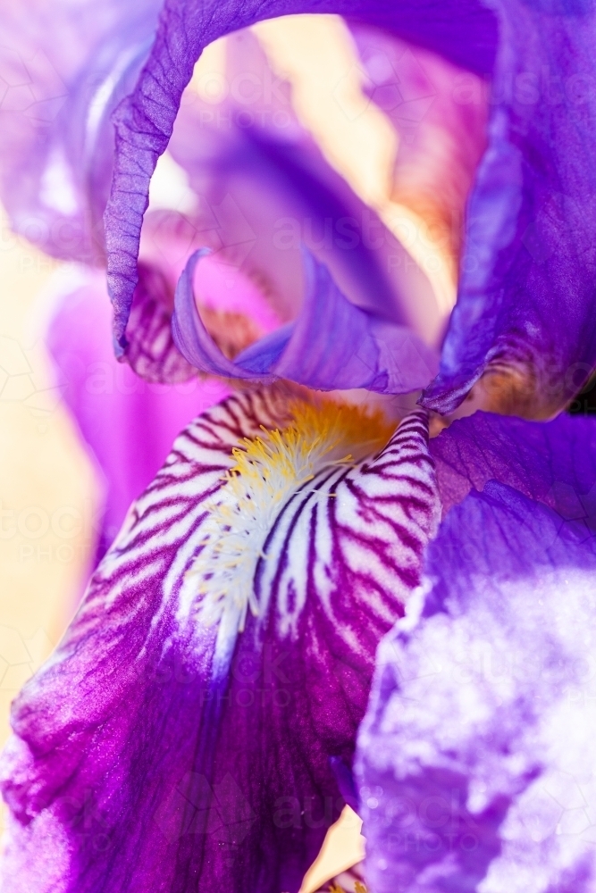 Macro close up detail shot of purple iris flower petal - Australian Stock Image