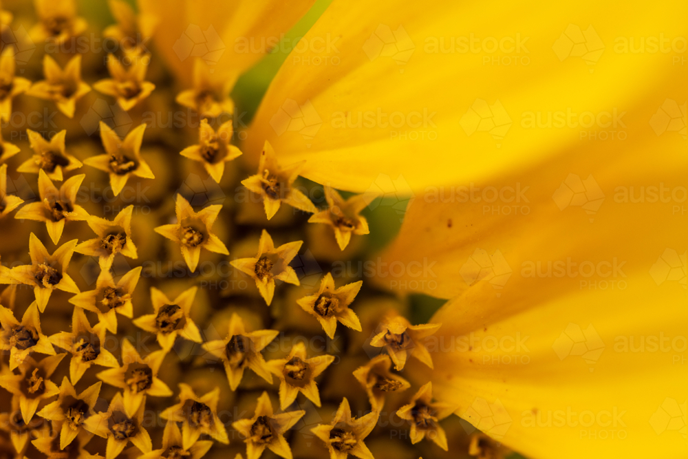 Macro close up of centre of sunflower with petals - Australian Stock Image
