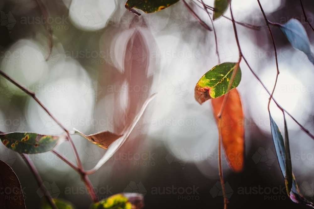 Macro close-up of eucalyptus leaves with shallow depth of field - Australian Stock Image