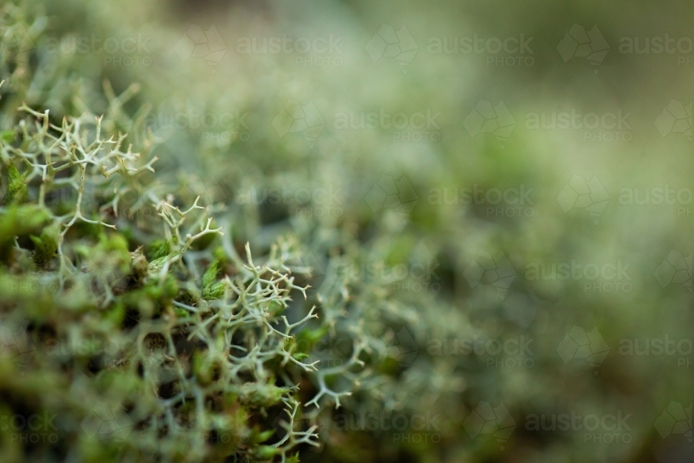 Macro close up of green moss and lichen plants covering rock - Australian Stock Image