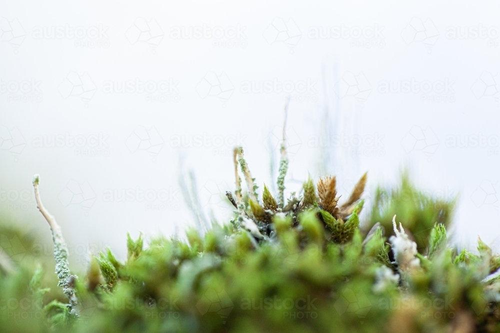 Macro close up of green moss and lichen plants covering rock - Australian Stock Image
