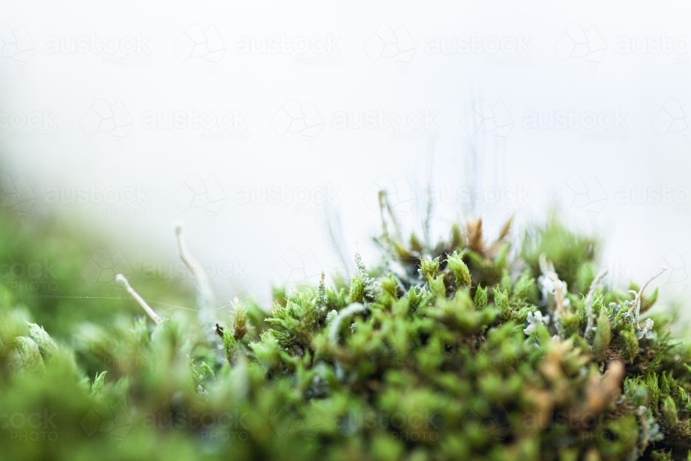 Macro close up of green moss and lichen plants covering rock - Australian Stock Image