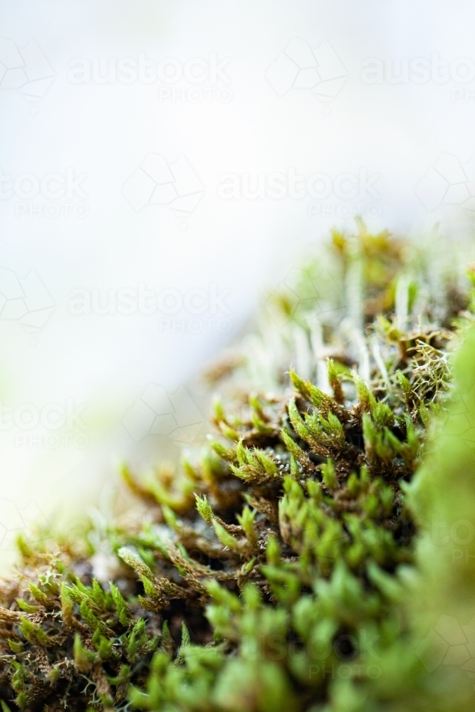 Macro close up of green moss and lichen plants covering rock - Australian Stock Image