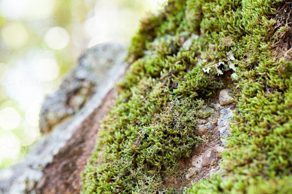 Macro close up of green moss and lichen plants covering rock - Australian Stock Image
