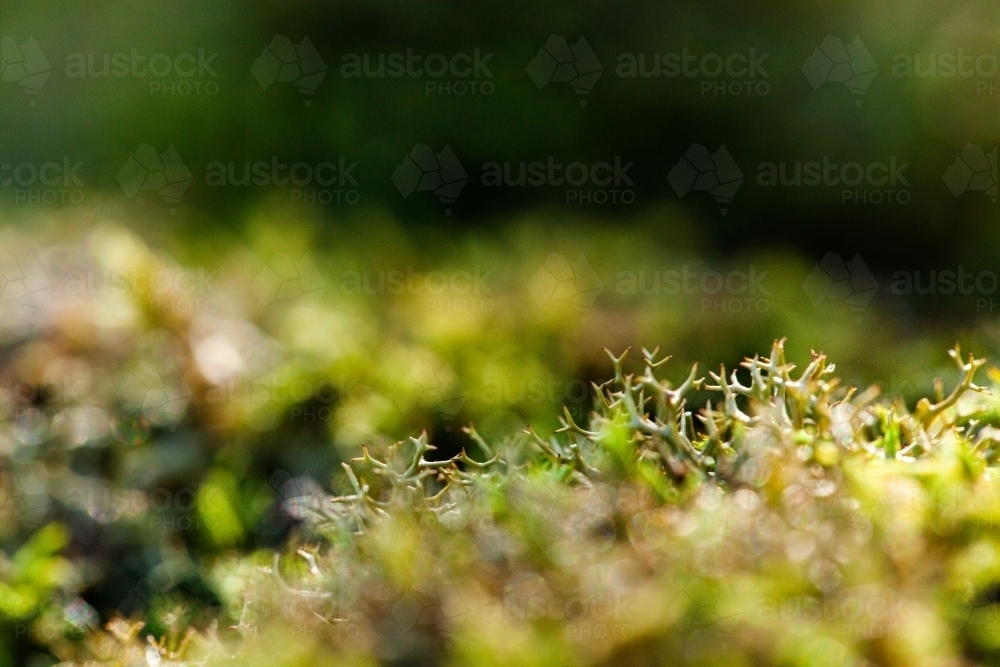 Macro close up of green moss and lichen plants covering rock - Australian Stock Image